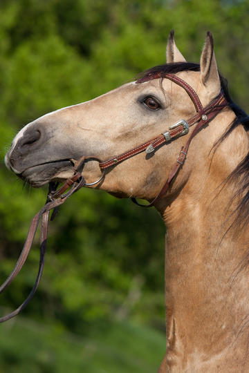 马略卡主帅：客战巴萨不能有任何松懈