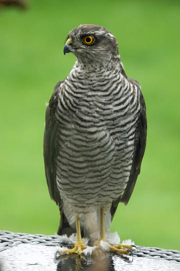 如果现在的中小学生从小就依赖用 AI 写作文，会有哪些影响？