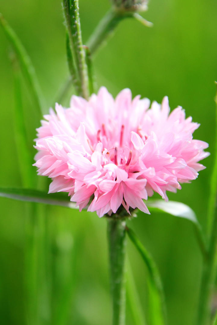 雄鹿遭遇绝境该如何反击